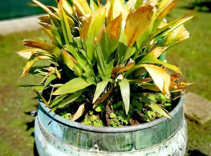 Dolce Balaton 3* Vonyarcvashegy